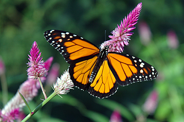Butterfly