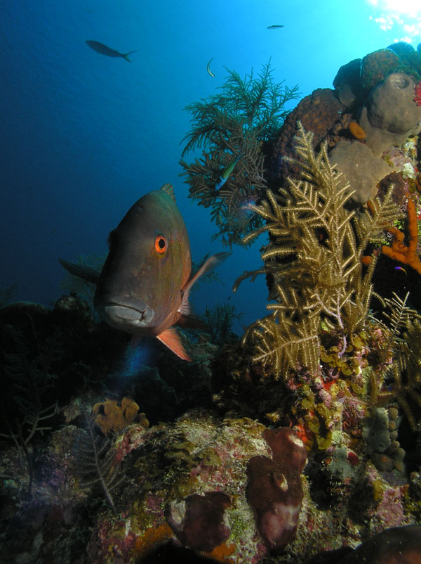 60' Underwater Photo