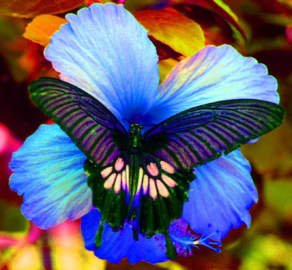 Butterfly 