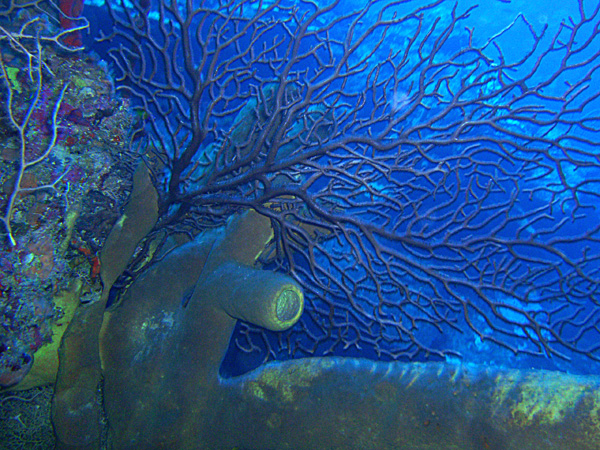 Scuba Diving