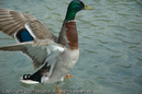 ams20070518_0014