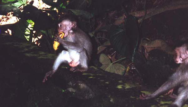 Monkey Forest