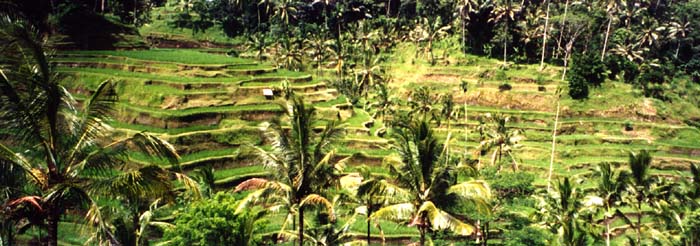 Rice Fields in Bali, Indonesia