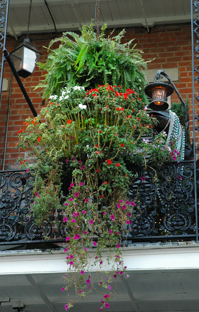 Plants from a Balcony