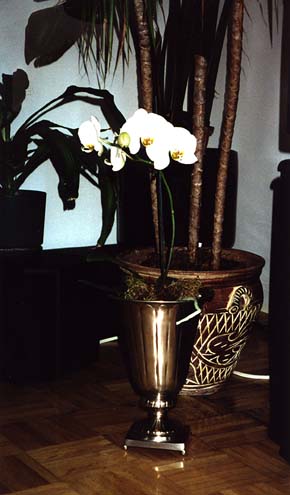 The White Orchid